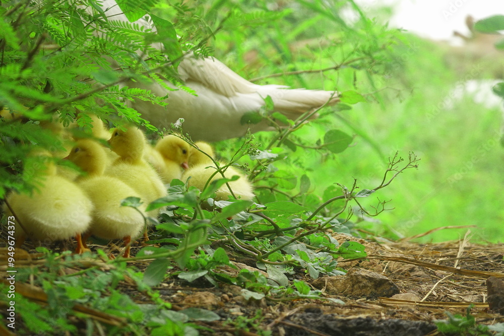 Obraz premium The ducklings and the mother duck went out to find food on the farm.
