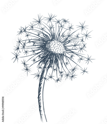 The sketch of field dandelion with seeds.