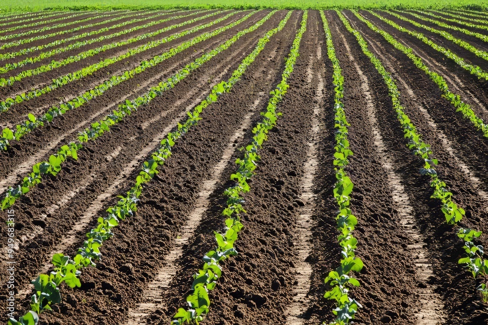 Precision agriculture with GPS-guided equipment for efficient planting. Rows of crops clearly defined in the field, Generative AI Precision agriculture with GPS-guided equipment for efficient planting. Rows of crops clearly defined in the field, Generative AI