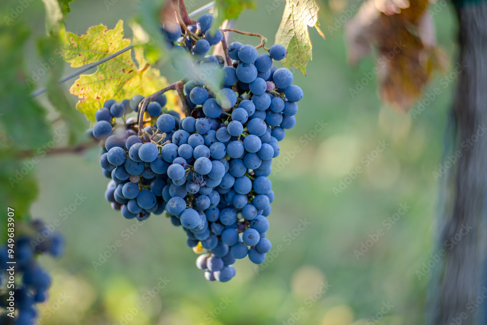 Naklejka premium Blue vine grapes in the vineyard. Cabernet Franc grapes for making red wine in the harvesting.