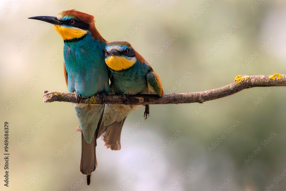 European bee-eater (Merops apiaster), Danube Delta. Selective focus on the eye of the bird sitting on the left