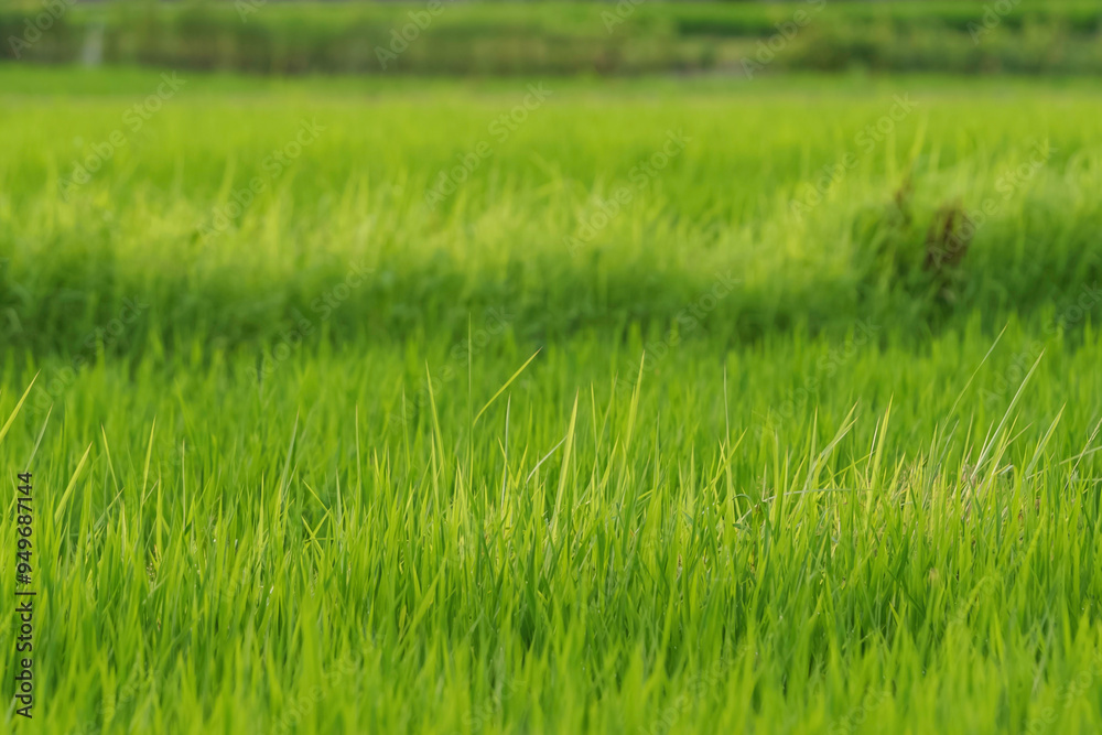 Rice plants in the rice fields summer Rice plants in the rice fields summer