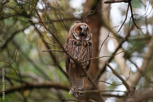 Long-eared owl calling out while sitting on branch