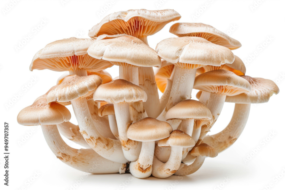 fresh mushroom isolated on white background fresh mushroom isolated on white background