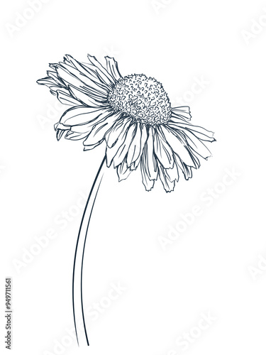 The sketch of a blooming field chamomile.