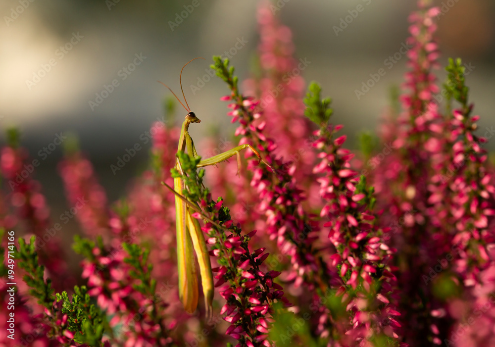 Modliszka zwyczajna ( Mantis religiosa ) na kwiatach wrzosów. Modliszka zwyczajna ( Mantis religiosa ) na kwiatach wrzosów.