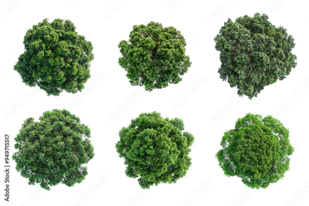 Top View Tree Collection Bundle Set Isolated on a Transparent Background Top View Tree Collection Bundle Set Isolated on a Transparent Background