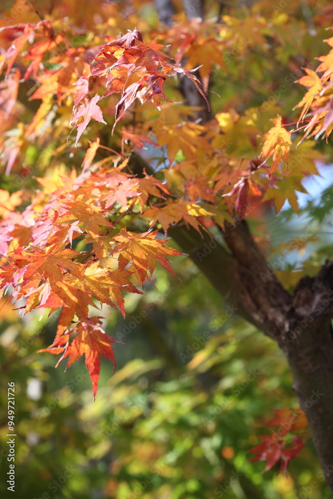 autumn leaves on Japanese Maple Tree in Australia autumn leaves on Japanese Maple Tree in Australia