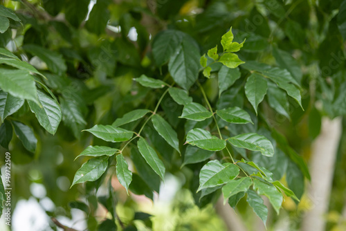 Close-Up of Lush Green Tree Leaves Outdoors