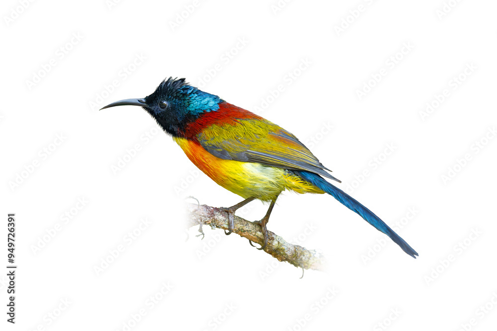 Green-tailed Sunbird perching on a perch looking into a distance Green-tailed Sunbird perching on a perch looking into a distance