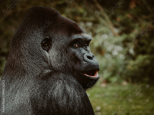 Close Up - Portrait eines männlichen Flachlandgorilla (Gorilla Gorilla) in einem Zoo	
 photo