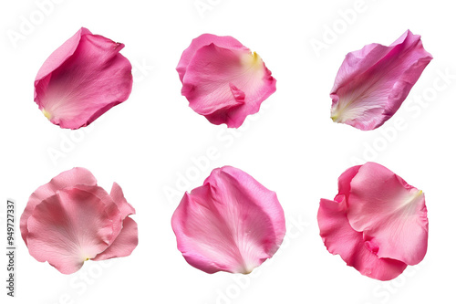 Pink Rose Petal Collection Bundle Set Isolated on a Transparent Background