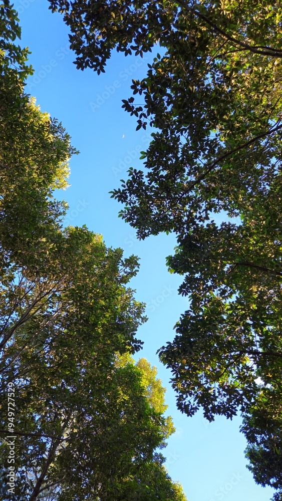 Bottom view of tree foliage in the morning with blue sky. Tranquil natural background with trees, leaves swaying on wind in Mekong Delta Vietnam. Bottom view of tree foliage in the morning with blue sky. Tranquil natural background with trees, leaves swaying on wind in Mekong Delta Vietnam.