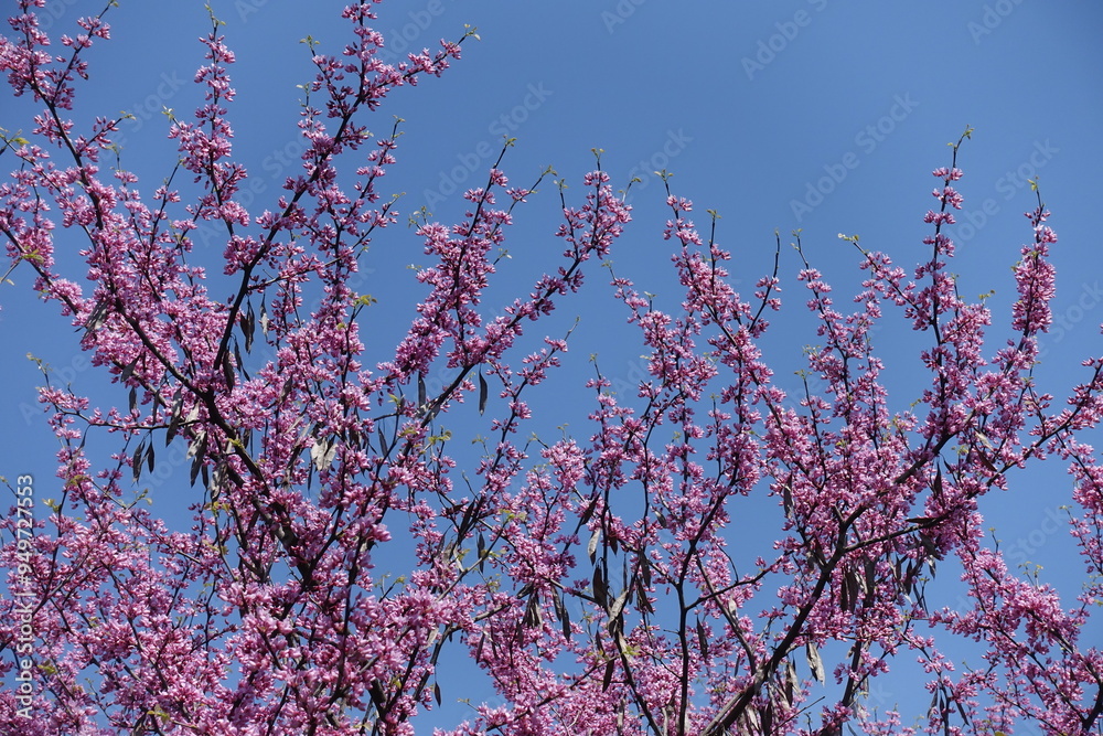 Deep blue sky and blossoming branches of cercis canadensis in mid May Deep blue sky and blossoming branches of cercis canadensis in mid May