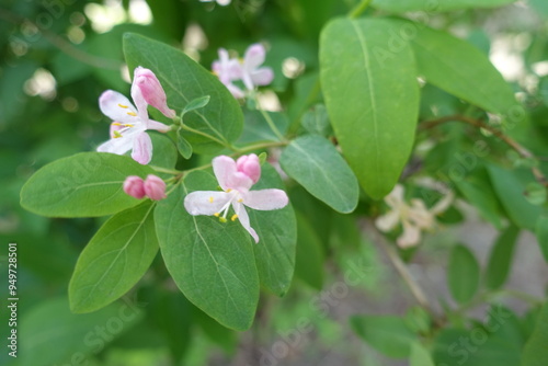 Macro of pink flowers and buds of Lonicera bella in mid May