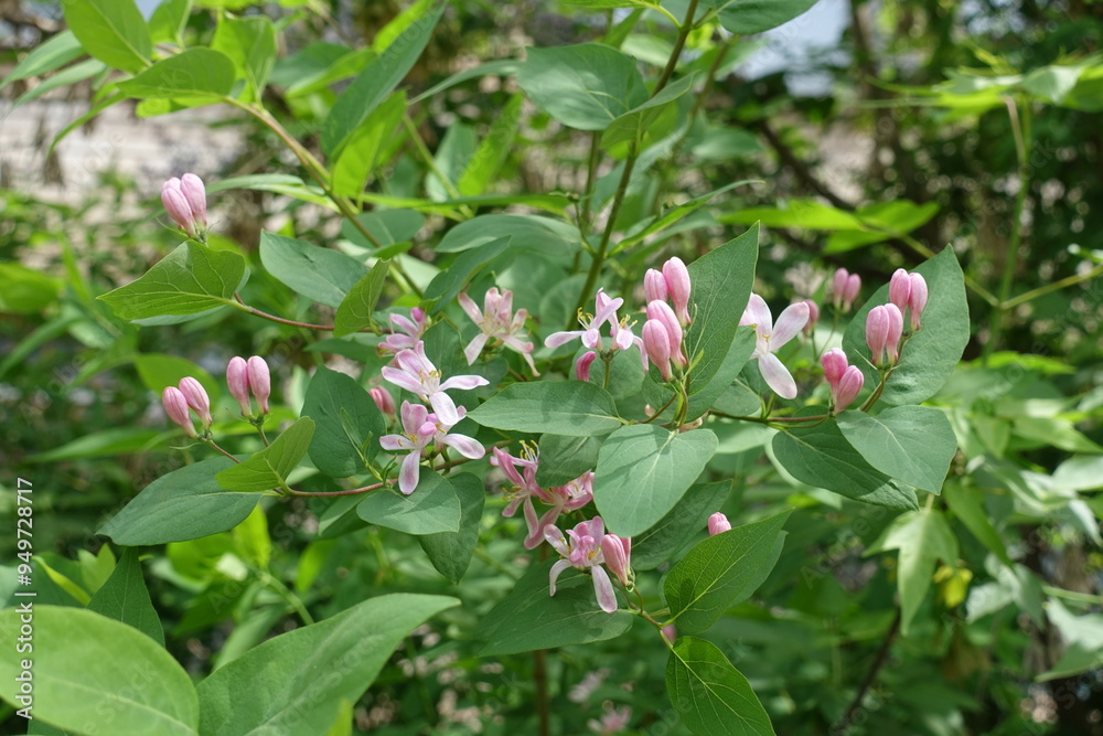 Pink flowers and buds of Lonicera bella in mid May Pink flowers and buds of Lonicera bella in mid May