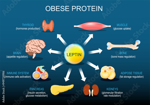 Leptin is a hormone of Adipose tissue.  Obese protein