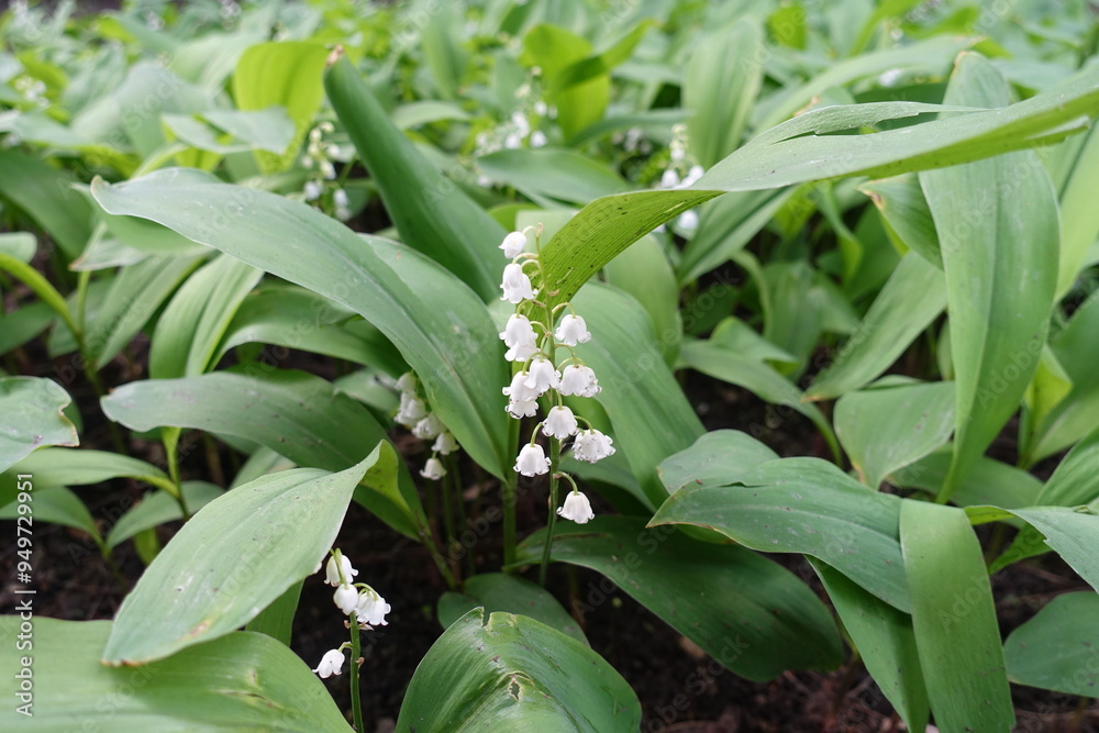 Blossoming lily of the valley in mid May