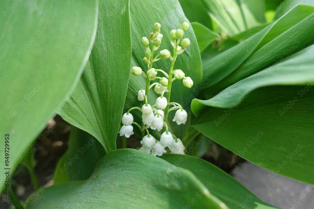 Buds and flowers of lily of the valley in mid May Buds and flowers of lily of the valley in mid May