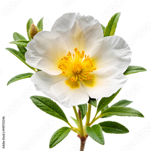 Cistus ladanifer flower plant isolated on on white transparent background, cut out png element. Cistus ladaniferus white flower