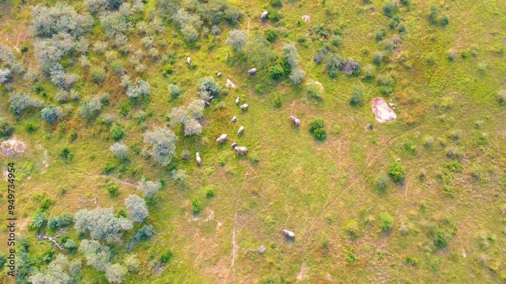 aerial straight down of elephant herd and game trails near Kruger National Park, South Africa aerial straight down of elephant herd and game trails near Kruger National Park, South Africa