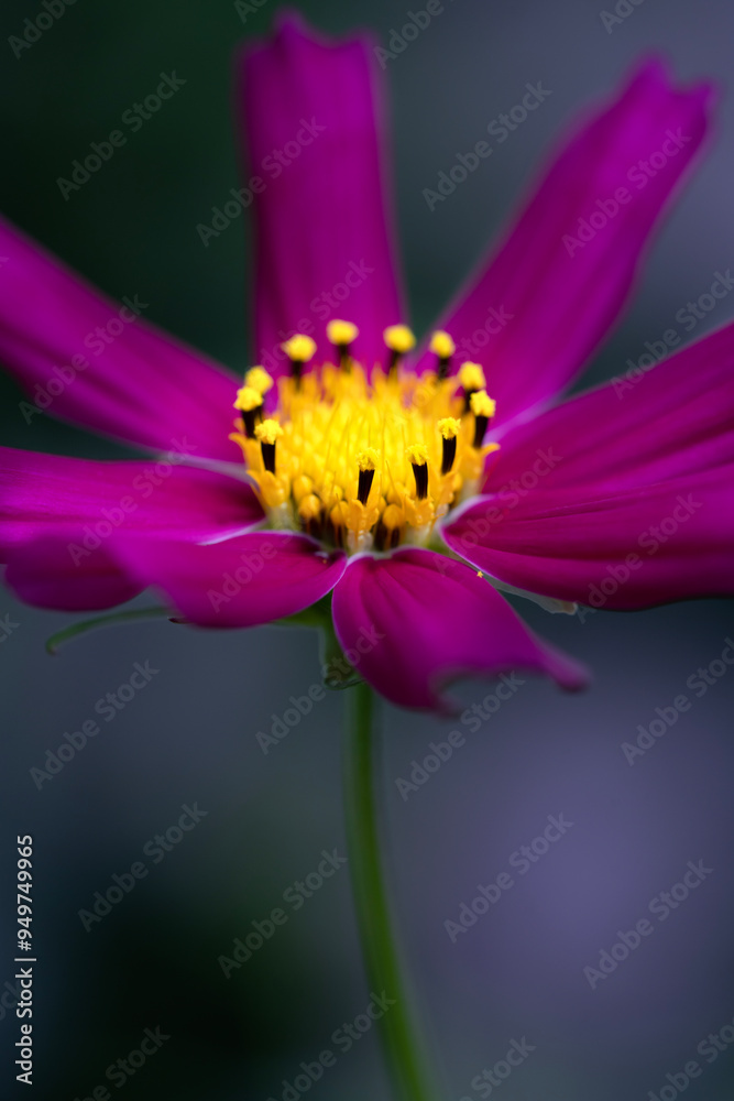 Pink cosmos flower with dark natural background vertical macro Pink cosmos flower with dark natural background vertical macro