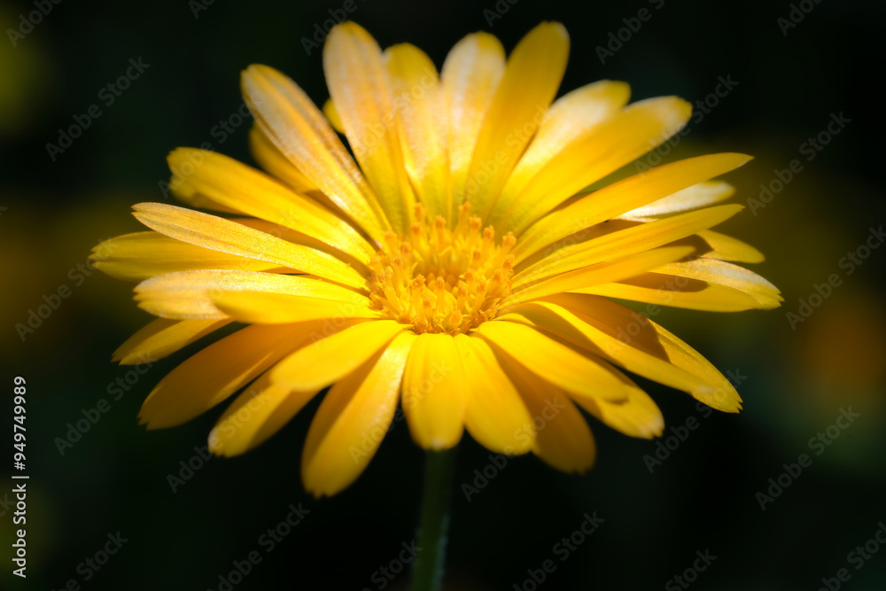 Yellow chrysanthemum flower with dark natural background macro Yellow chrysanthemum flower with dark natural background macro