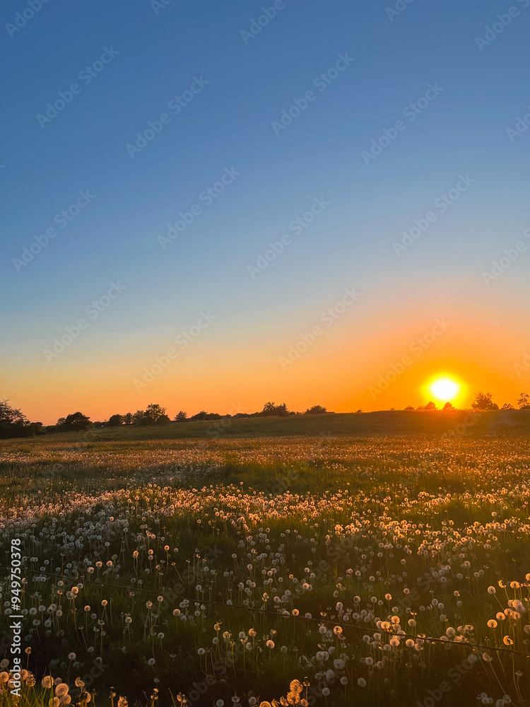 Sunset on a dandelion field. Rural field and dandelion at sunset. Summer meadow in evening light Sunset on a dandelion field. Rural field and dandelion at sunset. Summer meadow in evening light