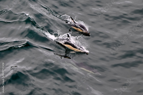 Common dolphins surfacing together in the ocean waves off the coast of the UK.  photo