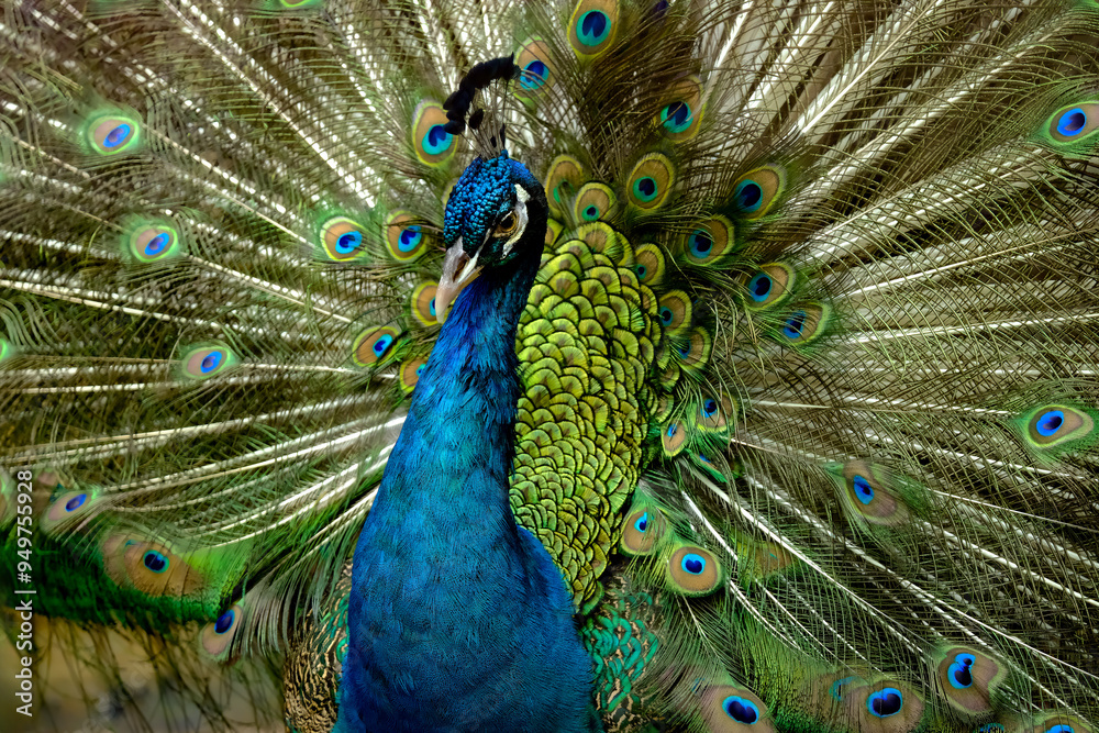 Obraz premium portrait of peacock