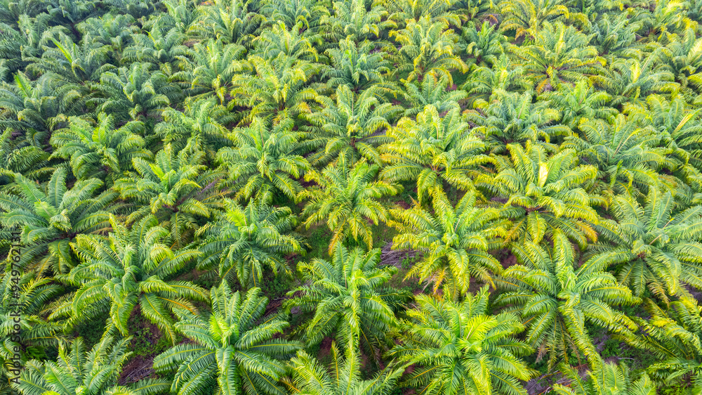 Oil palm plantations of farmers in Thailand Oil palm plantations of farmers in Thailand