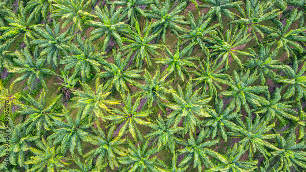 Oil palm plantations of farmers in Thailand Oil palm plantations of farmers in Thailand