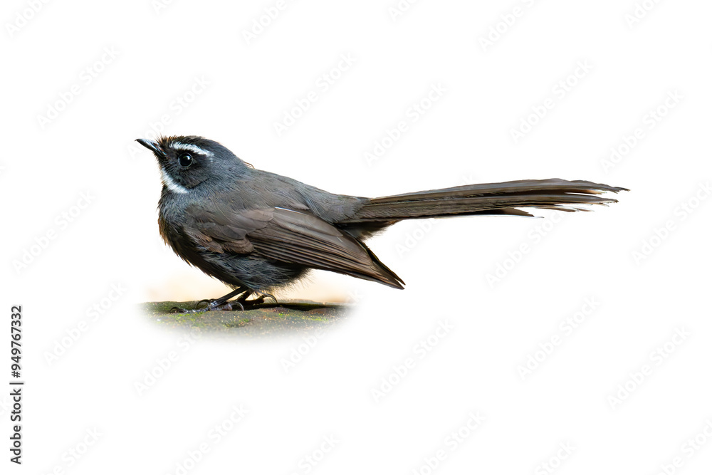 Fototapeta premium White-throated Fantail perching on a rock looking into a distance