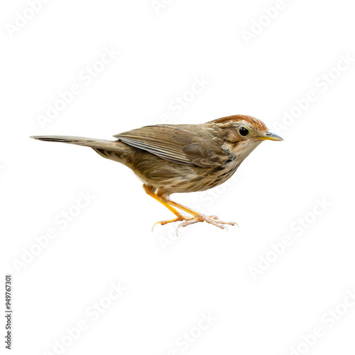 Puff-throated Babbler perching on a perch looking into a distance