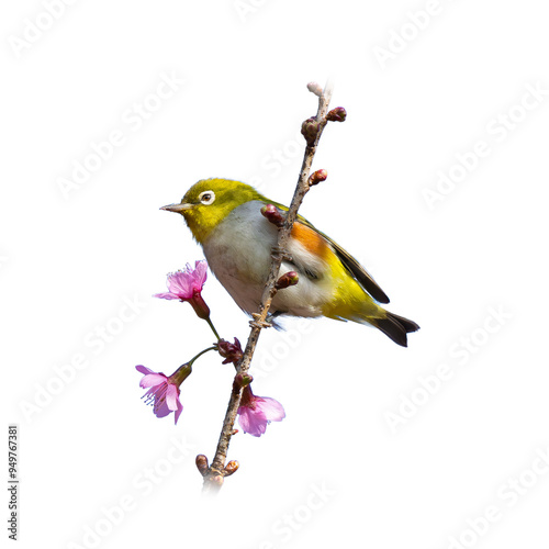 Chestnut-flanked White-eye perching on a perch looking into a distance