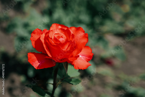 The scarlet rose. A bright red rose on a bush in the garden. A rose flower on a background of green foliage. A close-up of a rose flower with scarlet inflorescences on long stems on a sunny day.