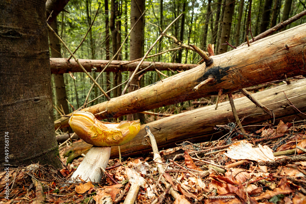 White mushroom in a mountain forest. Wet forest with mushrooms. White mushroom in a mountain forest. Wet forest with mushrooms.