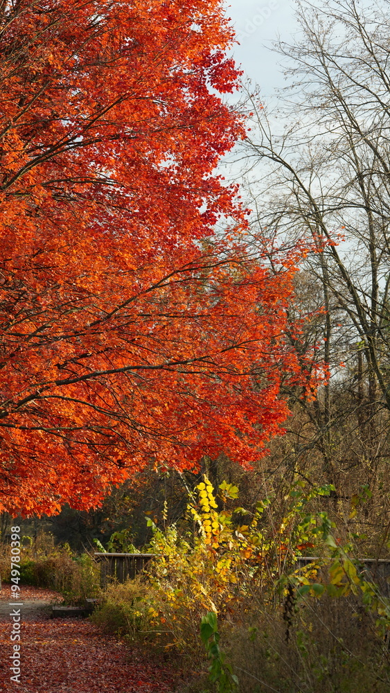 The beautiful little town landscape with the colorful autumn leaves and old buildings in USA The beautiful little town landscape with the colorful autumn leaves and old buildings in USA