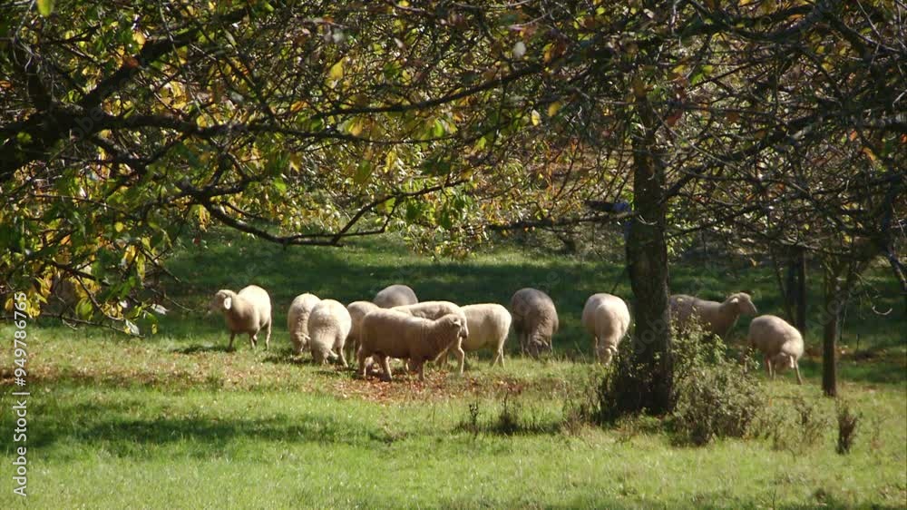 sheep under trees on an orchard meadow in autumn sheep under trees on an orchard meadow in autumn