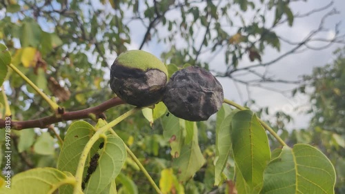 spoiled walnuts. walnuts on a branch. black walnuts on a tree. green unripe nuts hanging on a walnut tree branch