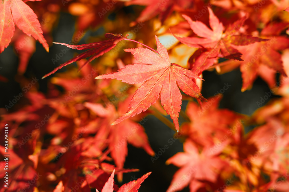Beautiful maple leaves on the tree in autumn season. Beautiful maple leaves on the tree in autumn season.