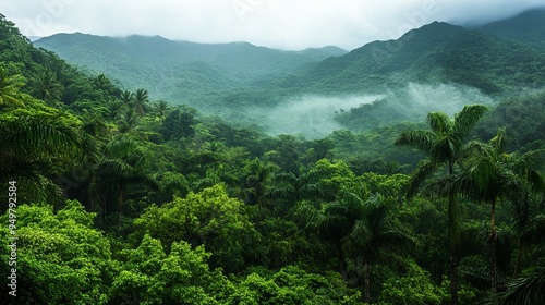 A lush view of the tropical rainforest jungle in Sanya, Hainan Island, China.