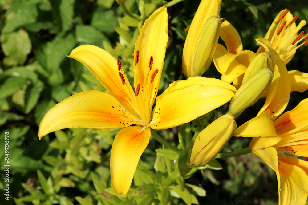 Blooming daylily with buds - bright yellow lily flower in the garden on a sunny summer day - horizontal photo, close-up Blooming daylily with buds - bright yellow lily flower in the garden on a sunny summer day - horizontal photo, close-up