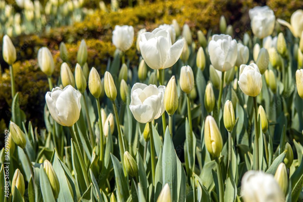 Obraz premium white and yellow tulips