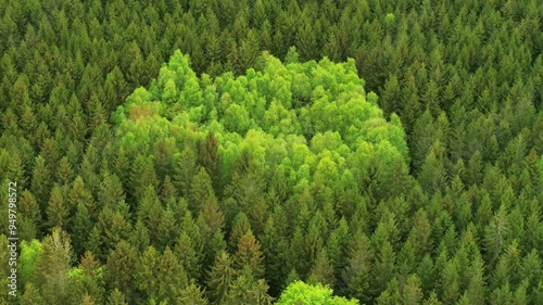 Drone flying backwards over lush green forest photo