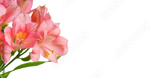 pink alstroemeria flower, Lily of the Incas, in vase on isolated white background close-up