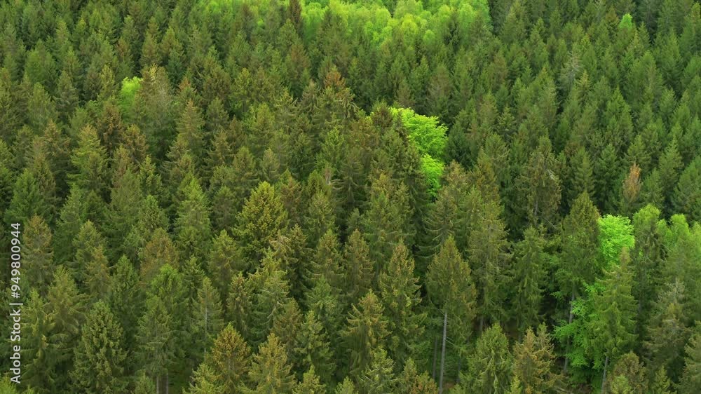 Drone flying forwards over lush green forest Drone flying forwards over lush green forest