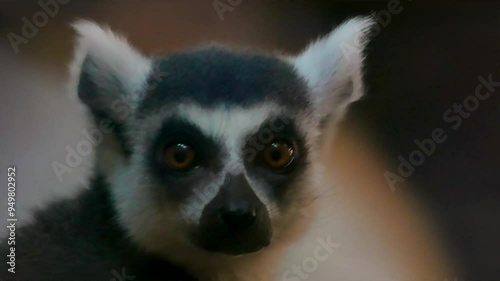 an interested lemur moves its head