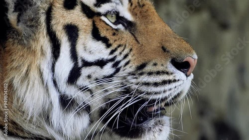 a large adult tiger squints