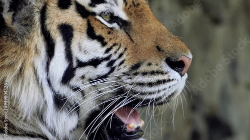 a large adult tiger squints and looks predatorily around